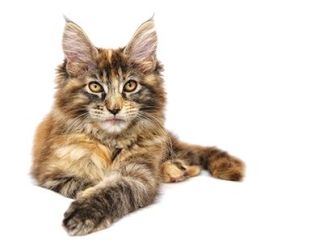 Chat Maine coon
